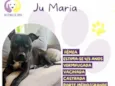 Ju Maria
