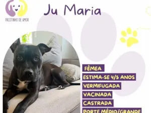 Cachorro raça SRD-ViraLata idade 4 anos nome Ju Maria