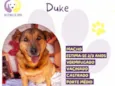 Duke
