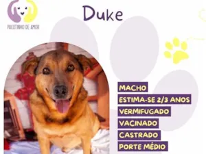 Cachorro raça SRD-ViraLata idade 3 anos nome Duke