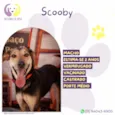 Scooby