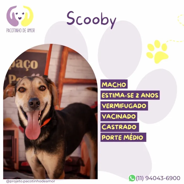 Cachorro raça SRD-ViraLata idade 2 anos nome Scooby