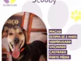 Scooby