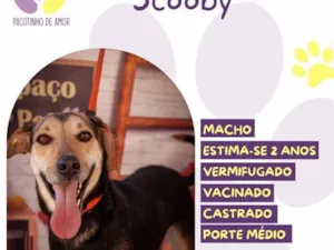 Cachorro raça SRD-ViraLata idade 2 anos nome Scooby