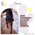 Oreo