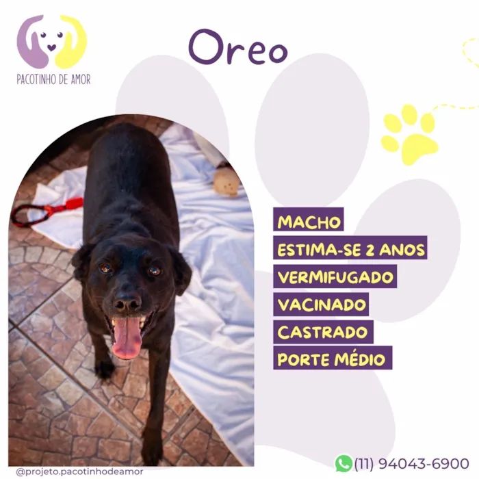Cachorro raça SRD-ViraLata idade 2 anos nome Oreo