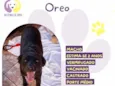 Oreo