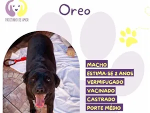 Cachorro raça SRD-ViraLata idade 2 anos nome Oreo