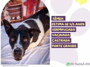 Cachorro raça SRD-ViraLata idade 4 anos nome Mãezinha