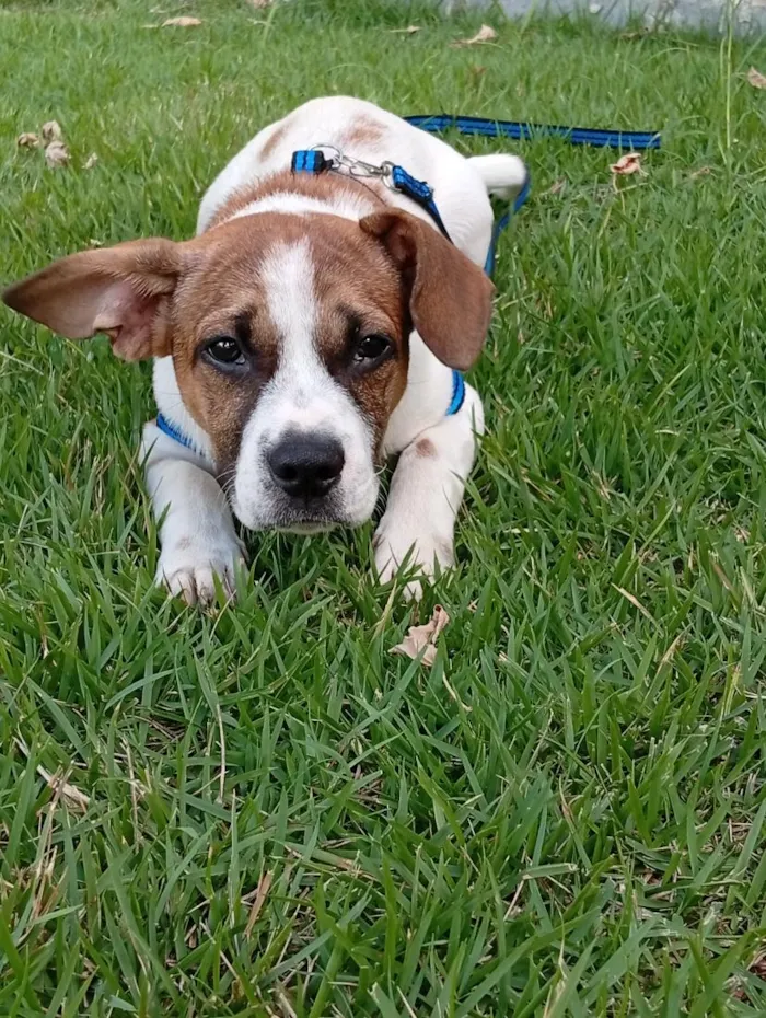 Cachorro raça SRD-ViraLata idade 2 a 6 meses nome Zeus