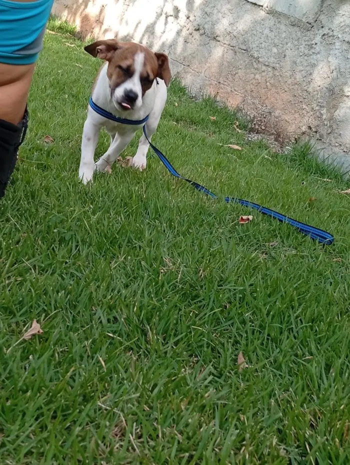 Cachorro raça SRD-ViraLata idade 2 a 6 meses nome Zeus
