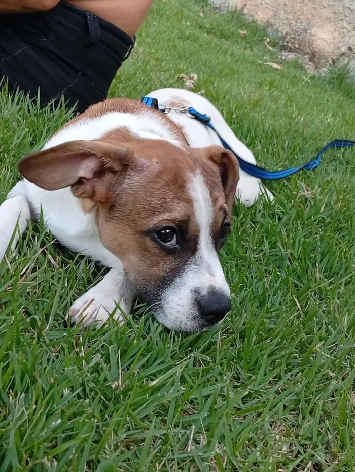 Cachorro raça SRD-ViraLata idade 2 a 6 meses nome Zeus