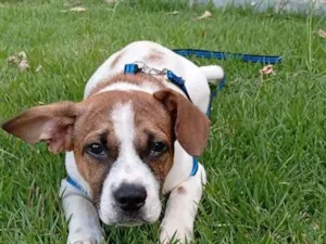 Cachorro raça SRD-ViraLata idade 2 a 6 meses nome Zeus