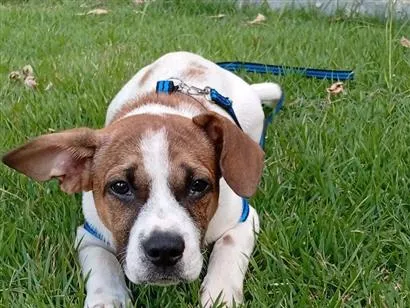 Cachorro raça SRD-ViraLata idade 2 a 6 meses nome Zeus