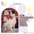 Laika