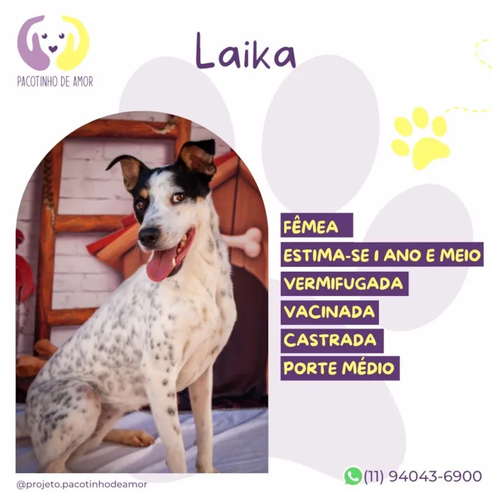 Cachorro raça SRD-ViraLata idade 2 anos nome Laika