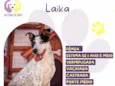 Laika