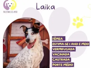 Cachorro raça SRD-ViraLata idade 2 anos nome Laika
