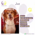 Joe