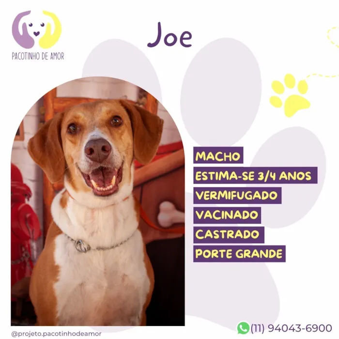 Cachorro raça SRD-ViraLata idade 3 anos nome Joe
