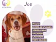 Joe