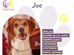 Cachorro raça SRD-ViraLata idade 3 anos nome Joe