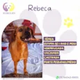 Rebeca