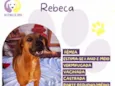 Rebeca