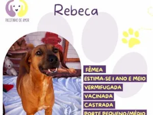 Cachorro raça SRD-ViraLata idade 1 ano nome Rebeca