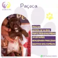 Paçoca