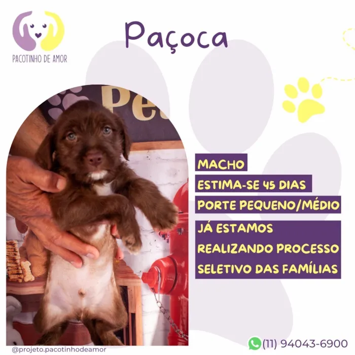 Cachorro raça SRD-ViraLata idade 2 a 6 meses nome Paçoca