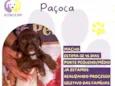 Paçoca
