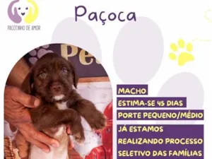 Cachorro raça SRD-ViraLata idade 2 a 6 meses nome Paçoca