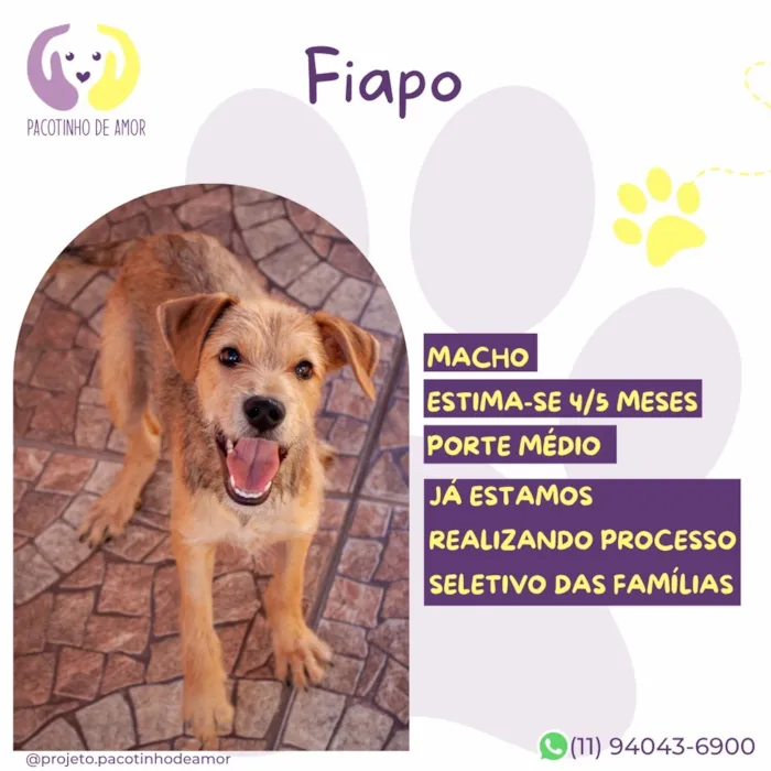 Cachorro raça SRD-ViraLata idade 2 a 6 meses nome Fiapo