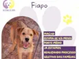 Fiapo