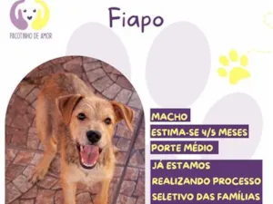 Cachorro raça SRD-ViraLata idade 2 a 6 meses nome Fiapo