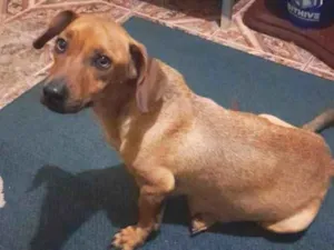 Cachorro raça SRD-ViraLata idade 3 anos nome Kika