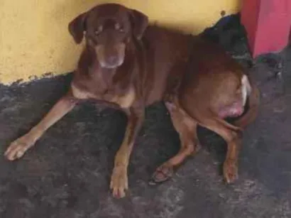 Cachorro raça SRD-ViraLata idade 2 a 6 meses nome caramelo