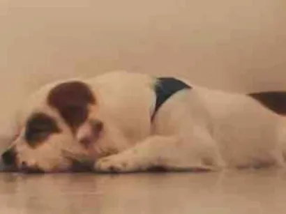 Cachorro raça SRD-ViraLata idade 1 ano nome aroma