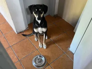 Cachorro raça SRD-ViraLata idade 1 ano nome parrie
