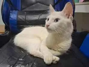 Gato raça SRD-ViraLata idade 7 a 11 meses nome Kyra