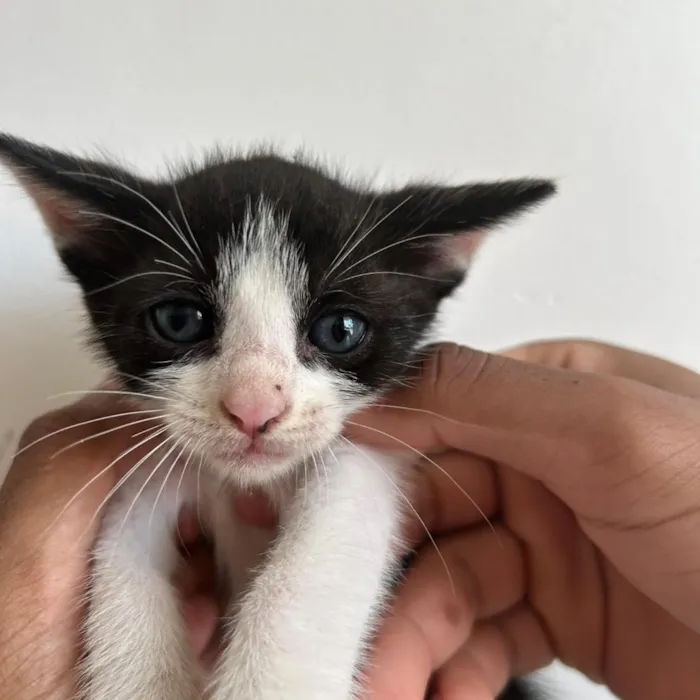 Gato raça SRD-ViraLata idade Abaixo de 2 meses nome Sem nome