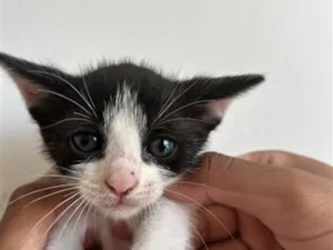 Gato raça SRD-ViraLata idade Abaixo de 2 meses nome Sem nome