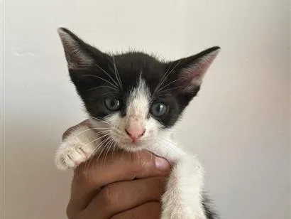Gato raça SRD-ViraLata idade Abaixo de 2 meses nome Sem nome