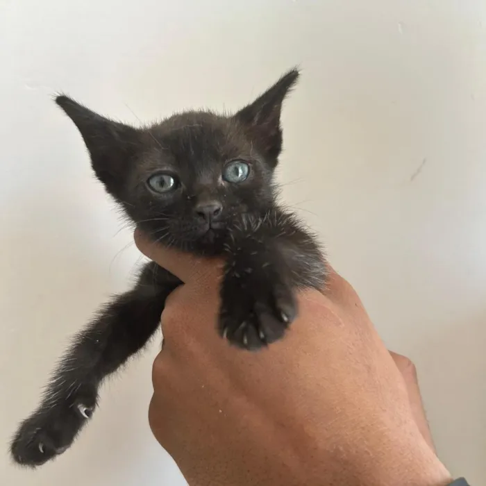 Gato raça SRD-ViraLata idade Abaixo de 2 meses nome Sem nome