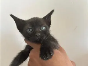 Gato raça SRD-ViraLata idade Abaixo de 2 meses nome Sem nome