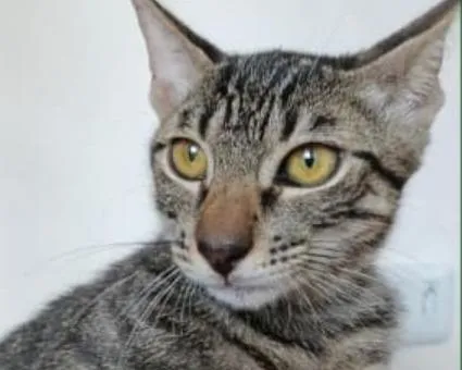 Gato raça SRD-ViraLata idade 2 a 6 meses nome Johny