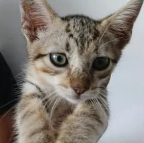 Gato raça SRD-ViraLata idade 2 a 6 meses nome Sasha