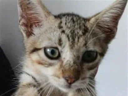 Gato raça SRD-ViraLata idade 2 a 6 meses nome Sasha