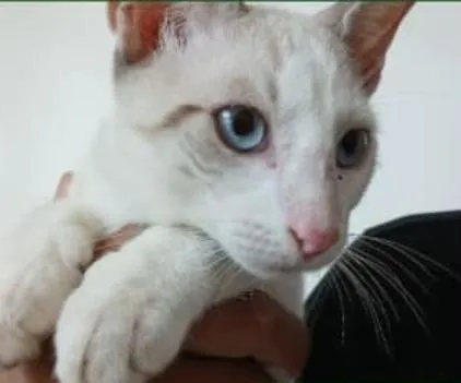 Gato raça SRD-ViraLata idade 2 a 6 meses nome Shane Hollander